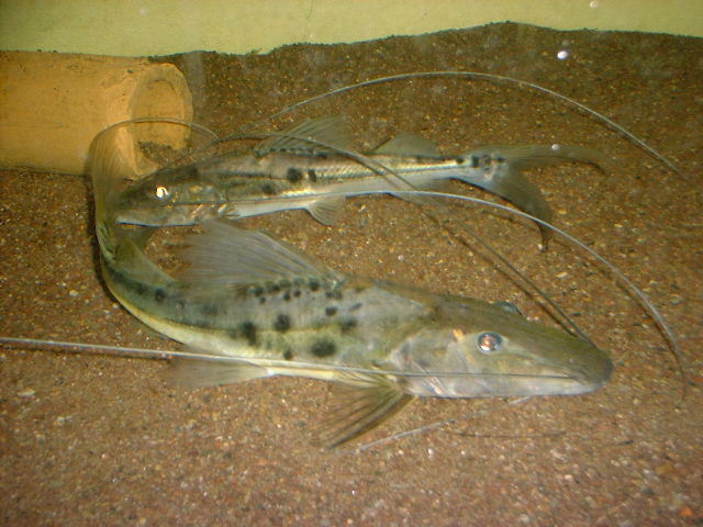 Duopalatinus cf. peruanus